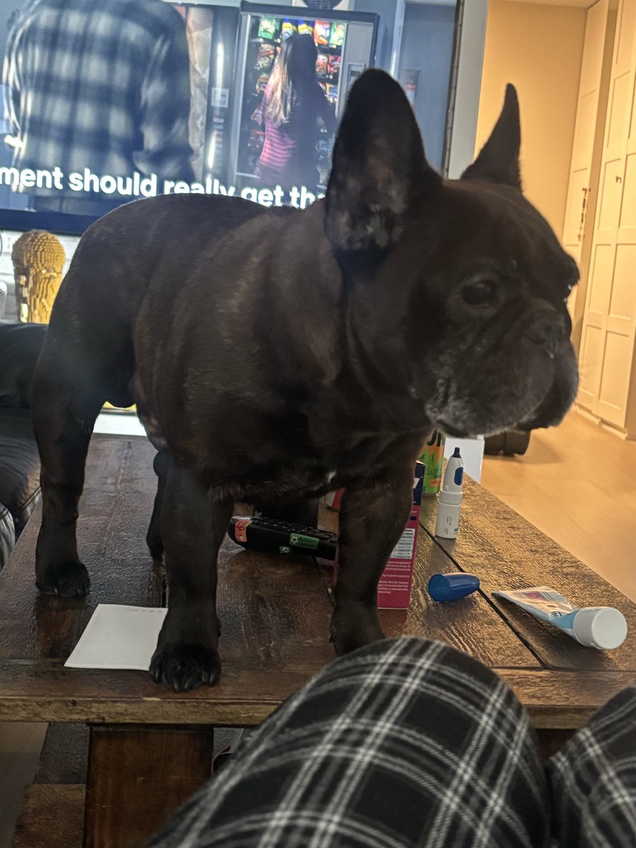 eif3rsuchtz's tweet photo. look me in my hunger eyes 🤤🤤🤤 his fatass is on the damn TABLE looking for food https://t.co/dvu0UPLaS3
