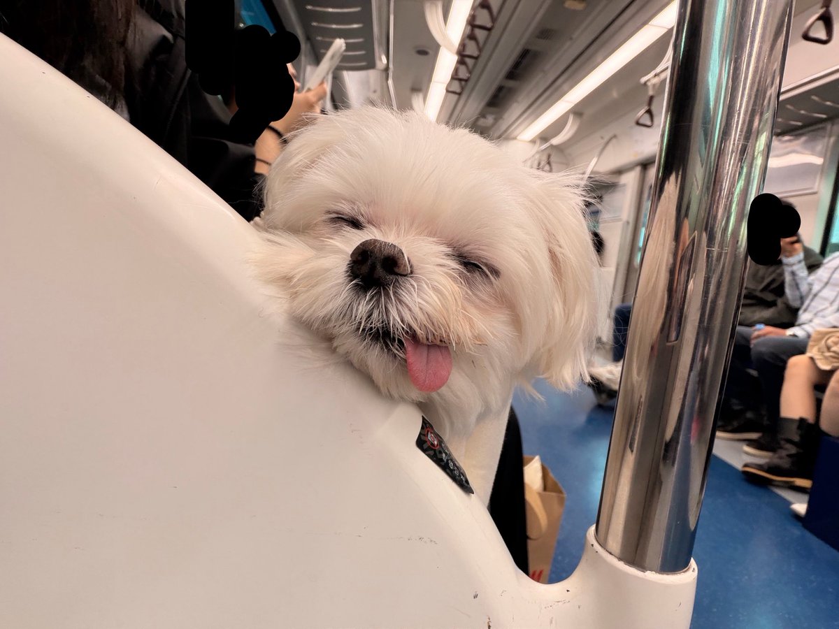 bappuri0's tweet photo. 지하철에서 이렇게 자는 강아지잇으면 밥푸리에요 https://t.co/Z7ZxorVEeo