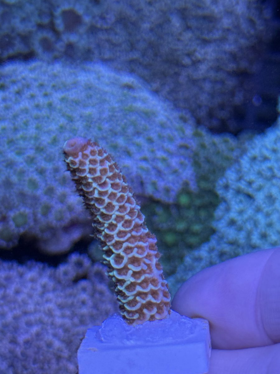 berurin0511's tweet photo. 🪸 NOW ON SALE 🪸

オーストラリア産
Acropora spathulata / スパスラータ

特徴的な枝形と発色が魅力の個体です✨

現在ヤフオクにて出品中。
写真の個体を販売しています。

気になる方はぜひチェックしてみてください📩

#Acropora #SPSCoral #reeftank #サンゴ販売 https://t.co/LjNFOsII4c