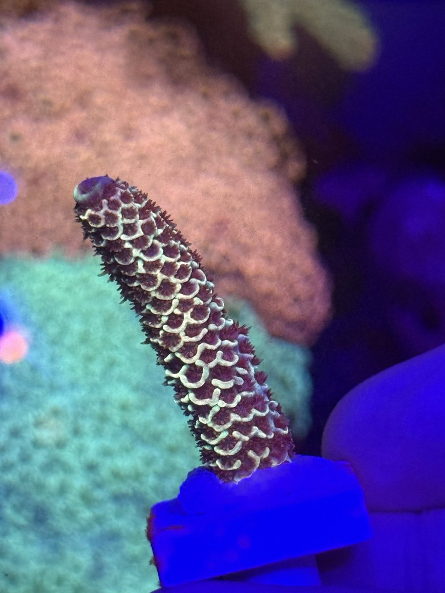 berurin0511's tweet photo. 🪸 NOW ON SALE 🪸

オーストラリア産
Acropora spathulata / スパスラータ

特徴的な枝形と発色が魅力の個体です✨

現在ヤフオクにて出品中。
写真の個体を販売しています。

気になる方はぜひチェックしてみてください📩

#Acropora #SPSCoral #reeftank #サンゴ販売 https://t.co/LjNFOsII4c