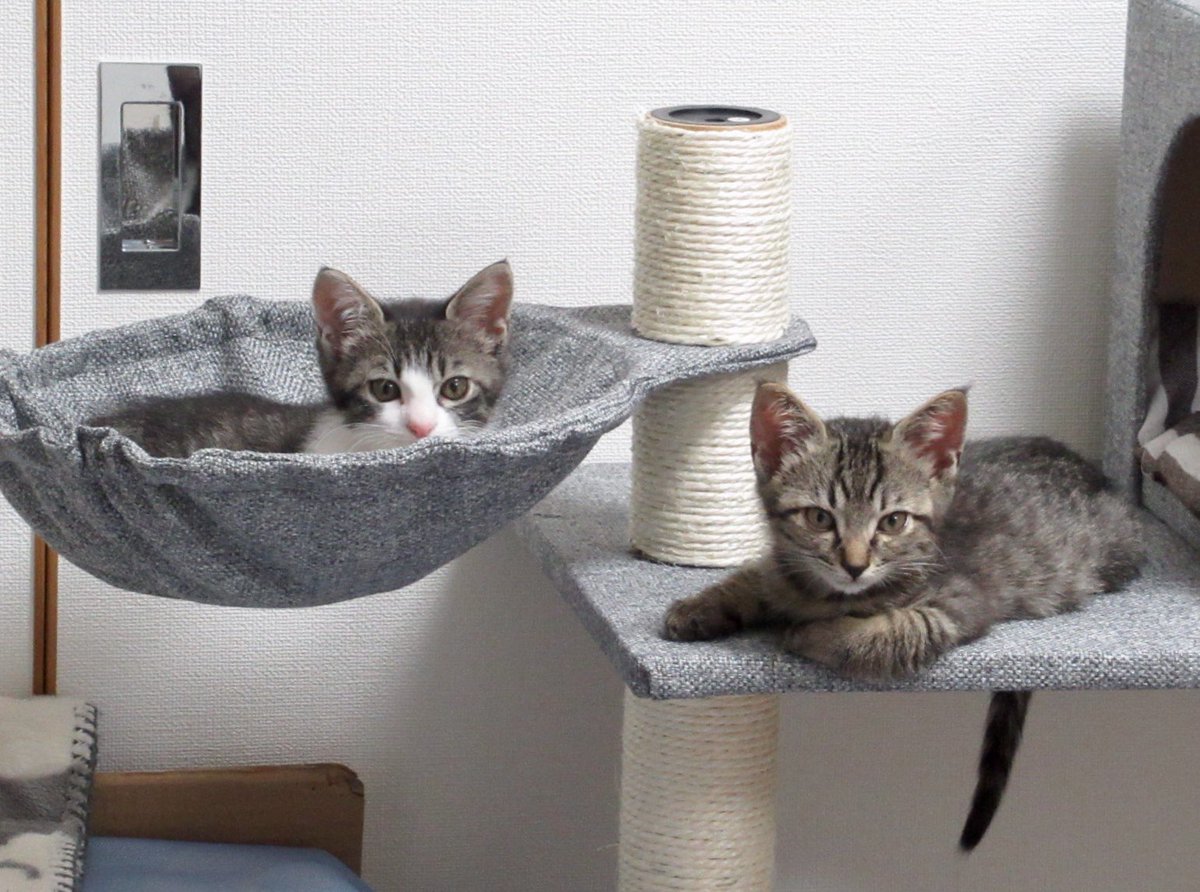 yuznabe's tweet photo. 『ねことも12月号』発売中！
テーマは「子猫のはじめて特集」
懐かしい8年前の話です
よろしくどうぞ〜

さて昨日の私の誕生日はすみだプレミアム付商品券で、お得に三種の和牛ステーキ食べ比べパーリィを

ッ旨ァァ…
胃はもたれども一片の悔い無し
シニアな猫も人も、食事が美味いうちは大丈夫ですね https://t.co/la2SGsbwov