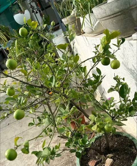 KUMUHANDAA's tweet photo. Tugurisha ibiti by'imbuto https://t.co/nWg5TLRBC1