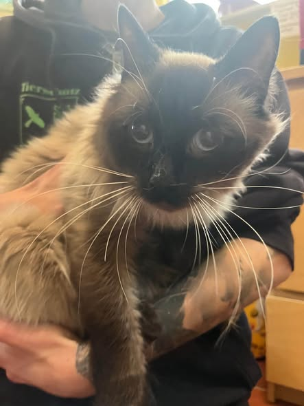 yolandaschultes's tweet photo. Flensburg · Adelbylund · 24943
Zwei Katzen vermutlich ausgesetzt
Kopie Tierheim Flensburg
2 Fundkatzen 
Vermutlich ausgesetzt!
Geschlecht: Beide männlich
Beide kein Chip
Fundort: Adelbylund Flensburg
Eingang: 15.10.2026
Vertragsnr. 480 & 481
Wer diese Tiere vermisst, kennt oder Angaben zu den Besitzern machen kann, meldet sich bitte direkt im Tierheim Flensburg. 
Telefon: 0461-51598
Erreichbarkeit:
09:00–11:00 Uhr
15:00–17:00 Uhr
Wochenende: 15:00–17:00 Uhr
