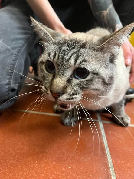 yolandaschultes's tweet photo. Flensburg · Adelbylund · 24943
Zwei Katzen vermutlich ausgesetzt
Kopie Tierheim Flensburg
2 Fundkatzen 
Vermutlich ausgesetzt!
Geschlecht: Beide männlich
Beide kein Chip
Fundort: Adelbylund Flensburg
Eingang: 15.10.2026
Vertragsnr. 480 & 481
Wer diese Tiere vermisst, kennt oder Angaben zu den Besitzern machen kann, meldet sich bitte direkt im Tierheim Flensburg. 
Telefon: 0461-51598
Erreichbarkeit:
09:00–11:00 Uhr
15:00–17:00 Uhr
Wochenende: 15:00–17:00 Uhr