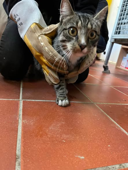 yolandaschultes's tweet photo. Oeversee 24988
Katzenfamilie wahrscheinlich ausgesetzt
Kopie Tierheim Flensburg
Fundtiere - Katzenmama mit 4 Kitten 
Wahrscheinlich ausgesetzt.
Vertr. Katzenmama: 473, Kitten: 477 (männlich), 474 (weiblich), 476 (weiblich), 475 (weiblich) - Reihenfolge, wie die Fotos angeordnet sind.
Eingang: 14.10.2026
Fundort: Oeversee
Wer diese Tiere vermisst, kennt oder Angaben zu den Besitzern machen kann, meldet sich bitte direkt im Tierheim Flensburg. 
Telefon: 0461-51598
 Erreichbarkeit:
09:00–11:00 Uhr
15:00–17:00 Uhr
Wochenende: 15:00–17:00 Uhr