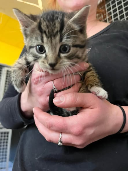 yolandaschultes's tweet photo. Oeversee 24988
Katzenfamilie wahrscheinlich ausgesetzt
Kopie Tierheim Flensburg
Fundtiere - Katzenmama mit 4 Kitten 
Wahrscheinlich ausgesetzt.
Vertr. Katzenmama: 473, Kitten: 477 (männlich), 474 (weiblich), 476 (weiblich), 475 (weiblich) - Reihenfolge, wie die Fotos angeordnet sind.
Eingang: 14.10.2026
Fundort: Oeversee
Wer diese Tiere vermisst, kennt oder Angaben zu den Besitzern machen kann, meldet sich bitte direkt im Tierheim Flensburg. 
Telefon: 0461-51598
 Erreichbarkeit:
09:00–11:00 Uhr
15:00–17:00 Uhr
Wochenende: 15:00–17:00 Uhr