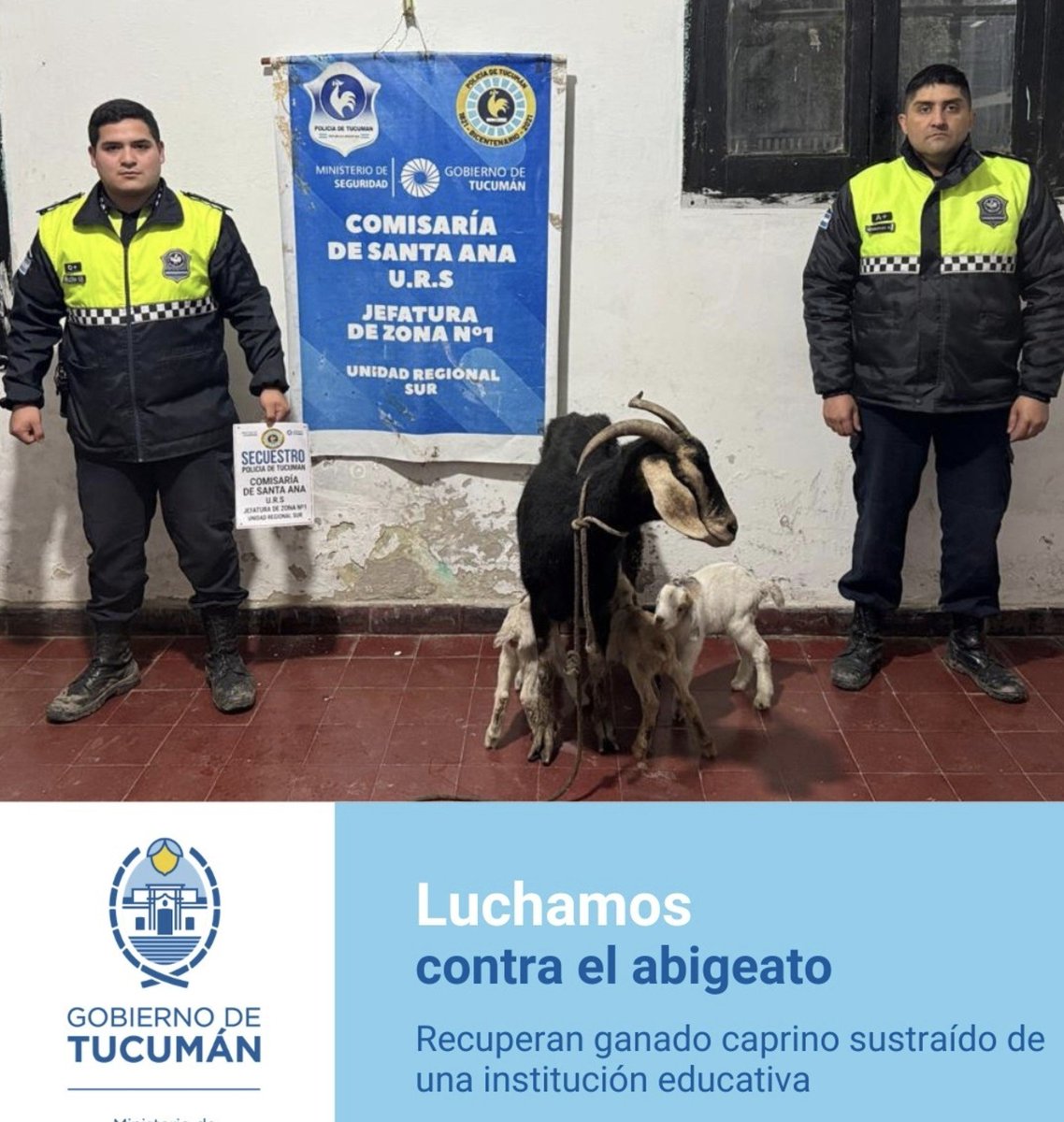 therealbuni's tweet photo. En tucuman, secuestraron a una cabra con sus crias de una facultad
De agronomia 
La policia hizo un mega operativo policial y las pudieron recuperar 🗣 https://t.co/W8GxAA4lxO
