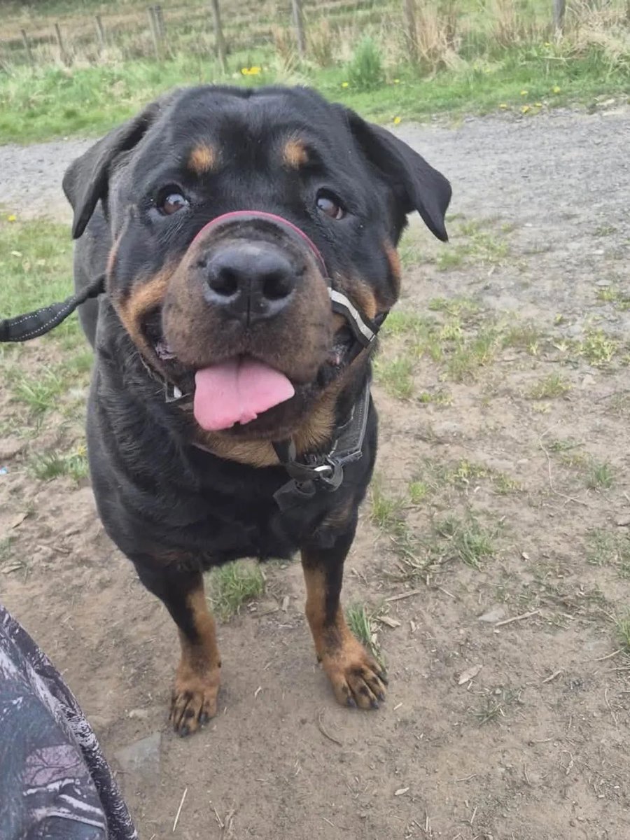 H2RScotland's tweet photo. We’re still looking for a home for Marley 🐾 can you please share? 

Marley is a beautiful 5 year old female Rottweiler.
She is available and looking for a home with someone who has experience with larger dogs.
Marley has lived with other dogs however there has been some dominance in the house between them so she would be best as the only pet.
Marley is friendly and loving, a home with older kids is better as she will knock small children over.
Marley is chipped and healthy with no medical issues.
She eats a mix of raw food and sleeps in the kitchen at night.
Marley can be left alone if you need to go out. She is also registered at the vets and great travelling in the car.
She loves a treat and wears a Halti when walked.
Marley loves meeting new people and loves getting a cuddle, she will jump up for attention if she isn’t getting it.
Marley is up to date with her vaccinations. She will come back when food is involved but otherwise doesn’t have much recall. She loves honey ham.
A home with no cats is required. 
For more information or to offer a home please email info@help2rehome.com