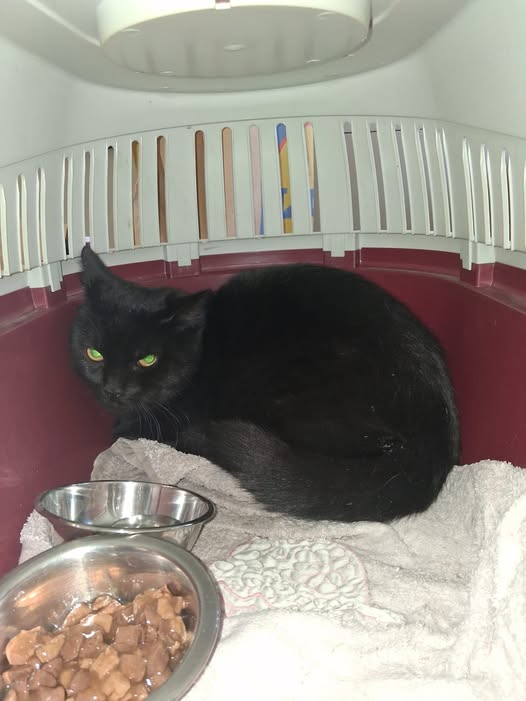 yolandaschultes's tweet photo. 45892 Gelsenkirchen Resse
Kleiner Kater mit hoher Wahrscheinlichkeit ausgesetzt und befindet sich jetzt im Tierheim Gelsenkirchen
Kopie Salohom Igl
Schwarzer Kater in 45892 Gelsenkirchen Resse, Im Emscherbruch 92 gefunden.
Der kleine Kater lag zusammengekauert und ganz verstört bei uns im Treppenhaus neben unserer Eingangstür.
Da schon seit Montag ein leerer Katzentransportkorb draußen vor unseren Mülltonnen abgestellt wurde gehen wir davon aus das der arme kleine Mann einfach ausgesetzt wurde.
Dem Anschein nach wurde das Tier auch nicht Ortnungsgemäss gehalten da er voll Spinnengewebe war.
Der Kater ließ sich aber anfassen, weil er vor Angst so gut wie starr war.
Wir haben den kleinen in einen Transportkorb mit Decke getan und ihm Futter und zu Trinken gegeben.
Wir können ihm leider nicht behalten um ihm ein schönes zu Hause zu geben weil wir selber eine ganze Menge Hauskatzen haben.
Wer das Tierchen erkennt oder vielleicht ein zu Hause für immer geben möchte kann sich beim Tierheim in Gelsenkirchen melden.
Dahin haben wir den Kater gebracht, wo er auch von den Mitarbeitern ganz liebevoll in Empfang genommen wurde.
Dafür nochmals ganz lieben und herzlichen Dank.
Der Kater hat keinen Chip. Ist also nirgends registriert.
Ganz viel Glück und hoffentlich ein wundervolles Leben kleiner Kater...