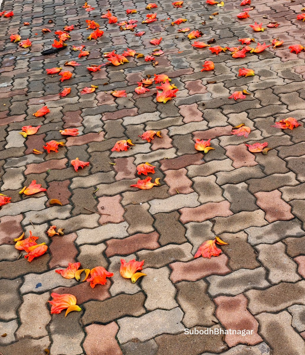 SubodhBhatnagar's tweet photo. @drramyamurali .. Fallen Flowers
#MyMobilography https://t.co/pHFCF2v6ts
