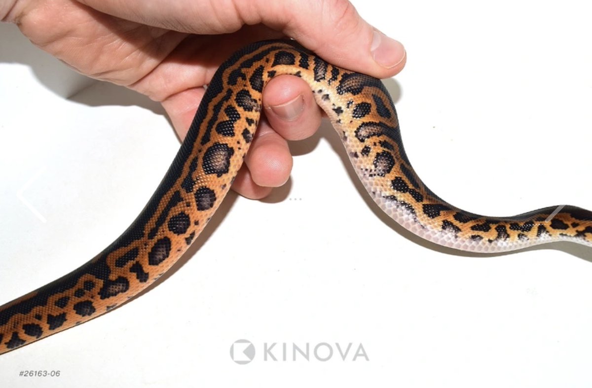 06importservice's tweet photo. 【KINOVA】
1.0 Black Pastel Leopard Clown Het Sunset
¥172,582円
個体セレクトのご相談も可能です。
お問い合わせは、公式LINEより承っております。
#KINOVA
#ボールパイソン代行輸入便
#ボールパイソン
#Ballpython https://t.co/x3mZ8s5Mow