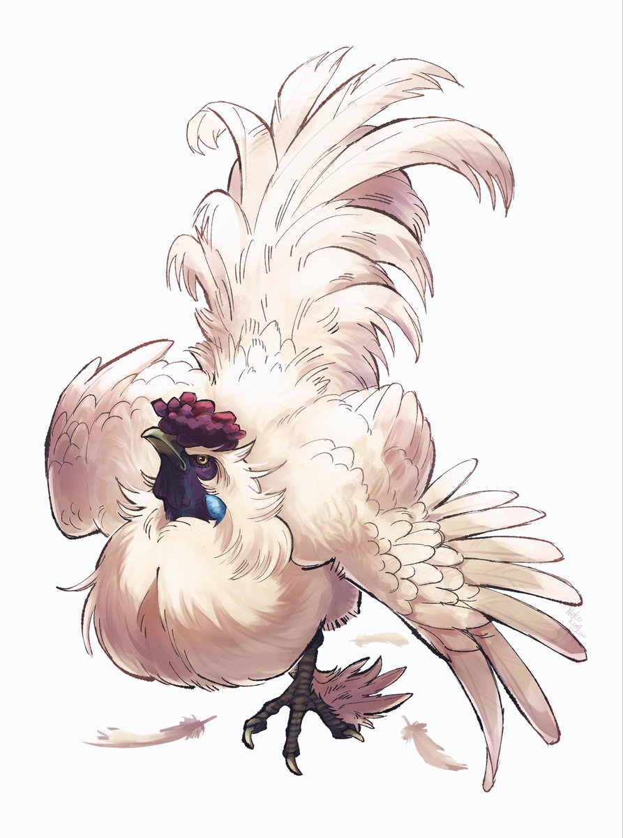 nekoking710's tweet photo. 烏骨鶏 https://t.co/zpEQiDYDIi