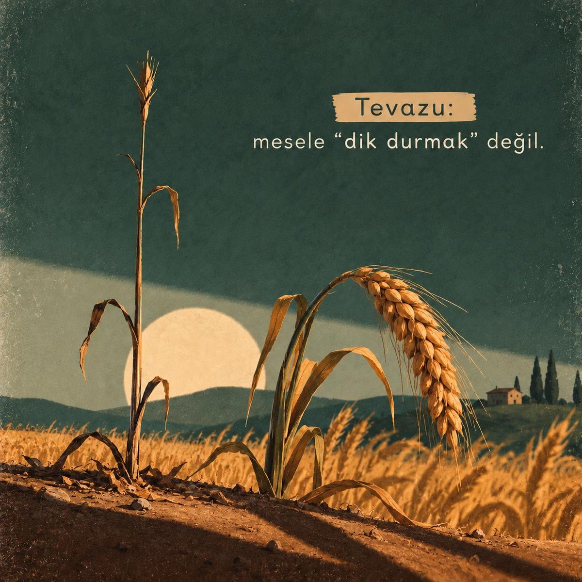 DavetveGenclik's tweet photo. Başak, dolgunlaştıkça eğilir; çünkü olgunluk, yükselmekte değil, ağırlığını tevazuyla taşımaktadır. 🌾 https://t.co/HQH4gJRqR8