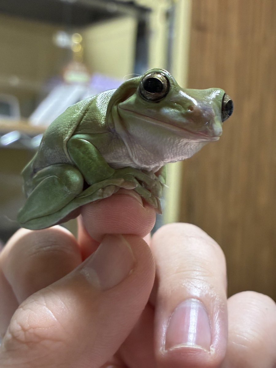 Mr00517819's tweet photo. 🦎爬虫類好きさん、はちゅレプに集合！

初心者さんも大歓迎✨飼育相談や雑談も楽しめます！見るだけでもOK🙆‍♂️迷ってるならぜひ参加して仲間になろう🐍

📸写真は参加者の方々にご提供いただきました。

#はちゅレプ #爬虫類好きと繋がりたい https://t.co/bVDe25uuMD
