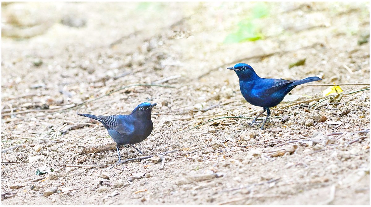 pablolomasturba's tweet photo. [I stepped on a leaf carrying a worm, and heard a bird gurgle softly.] https://t.co/UZvULALzFA