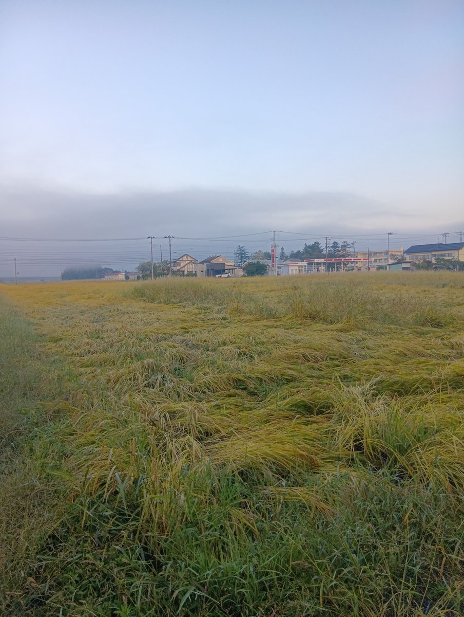 BekoBekomonster's tweet photo. 本日の受託稲刈りをもって
2026年のコンバイン作業は完全に終了しました🌾
依頼主は80歳過ぎの方で来年から借受ける田んぼはヒエが多く発生してしまってかなり心配してましたが無事刈り取りできたので安心したようでした☺️ https://t.co/Pwdcm9U6KK