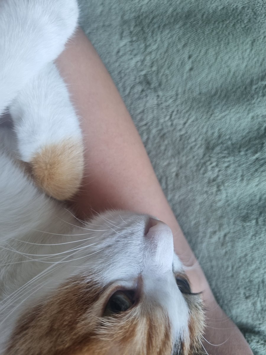 Kenzifrog's tweet photo. 안녕하세요 본인입니다..
플미 주고 비싸게 구해온 귀한 몸인데...
저희집 돼지가 진짜 너무너무 싫어해서... 눈물을 머금고 팝니다..
평소에 애교많고 안고자야 할정도로 개냥이인데
저도 하악질 하는 거 보고 야..이건 안된다 하고 급처했습니다...
오가타 포제 데려가실 분 구해요.. https://t.co/3eX71GmqYB