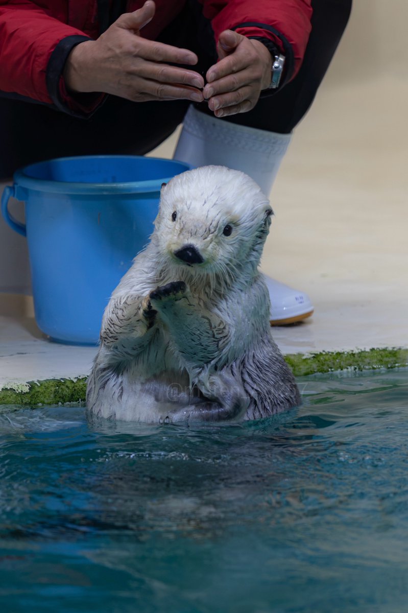 muten_Ag257's tweet photo. 今更ですが鳥羽の日のメイちゃん
館内結構な混雑だったので、のんびり回ってラッコはこの一周だけという珍しい日でした

館長トークにセレナのクリアファイル、おえかきさんの大量新作など、お祭り感満載の日で楽しかった🥰 https://t.co/GGLKQ8ZcPO