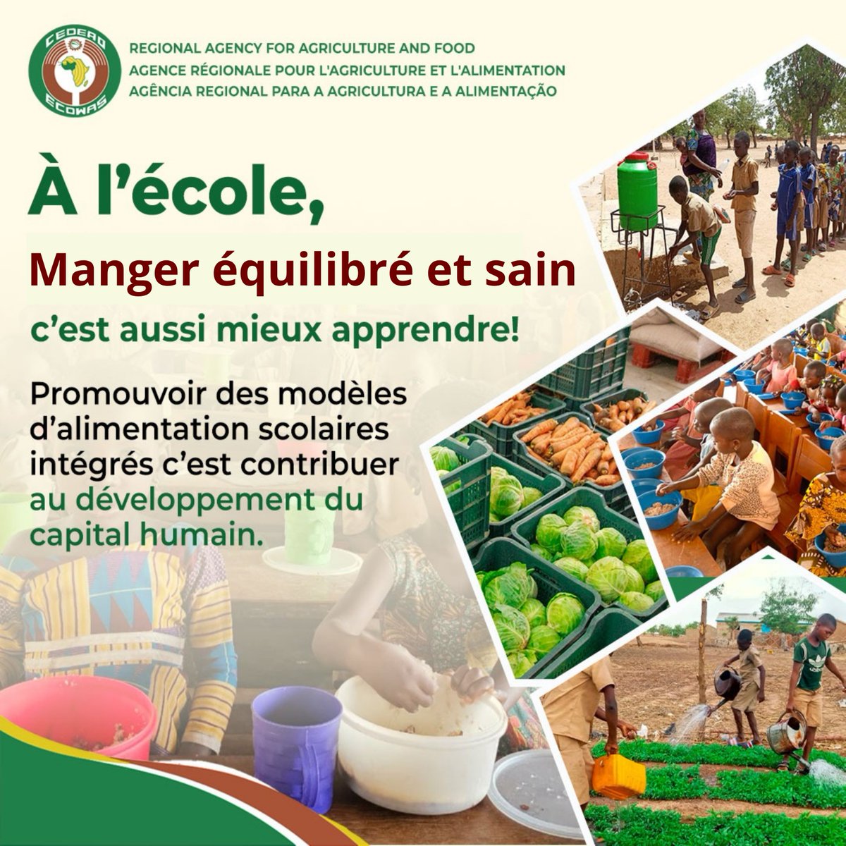 ARAA_CEDEAO's tweet photo. 🍛Du champ à l’assiette, le PMAI-AO transforme l’alimentation scolaire en levier de nutrition et de réussite !
🍽️ 6,89 millions de repas servis à 44 940 élèves dans 278 écoles ; 106 jardins scolaires aménagés ; 79 % des approvisionnements issus des circuits locaux. https://t.co/7J3eSU182M