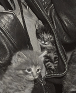 hifurrend's tweet photo. The little family wasn't found until the rescued pilot was already at the naval hospital. They were hiding in the plane's rear hatch and were taken to the mess hall for warm milk. https://t.co/k0n9aVBVEe