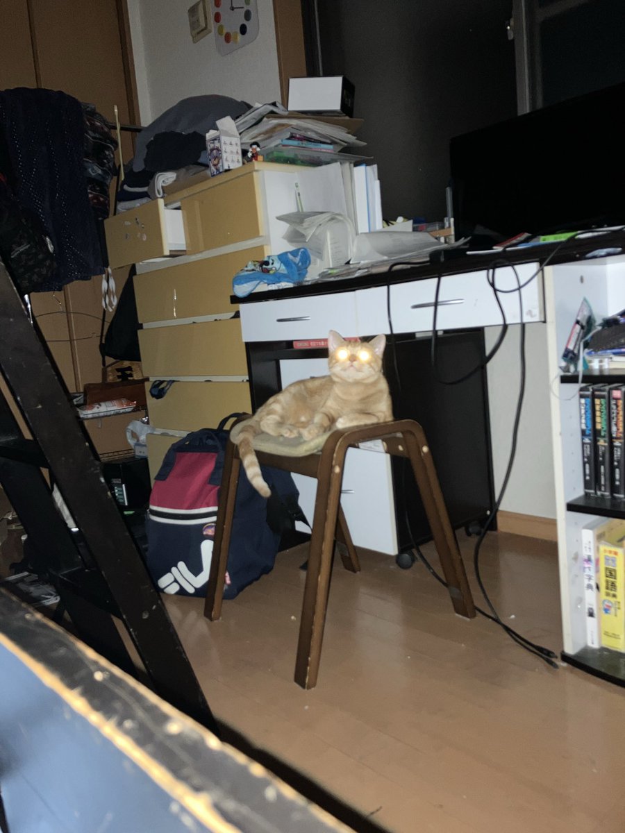 pankun790208's tweet photo. @nekogamisama060 我が家のお猫様。まだ生きてるんですけど、この場合2匹目が来るんですか? https://t.co/43ZVyy4Fkt
