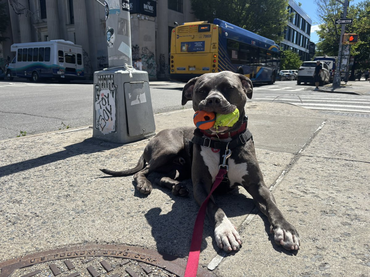 ASPCA's tweet photo. Brunson arrived at the ASPCA Animal Recovery Center emaciated and in need of lifesaving treatment, spending five days in intensive care. A few months and one Halloween Parade later, Brunson found exactly the person he'd been looking for. Read more here: https://t.co/Eom2qS2bsR https://t.co/CeUJSVYEpm