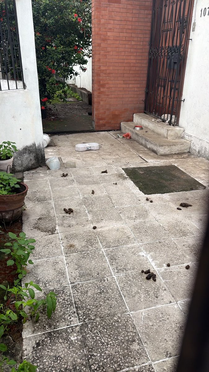 EmergenciasEc's tweet photo. #DenunciaCiudadana
En el sector de Urdenor tienen desde ayer a un perrito aguantando sol y lluvia atrapado entre una puerta y una reja.
Se llama al 181  y nadie responde, se escribe por WhatsApp y tampoco ayudan!! 
@alcaldiagye @181Responde https://t.co/mB19CBCT6X