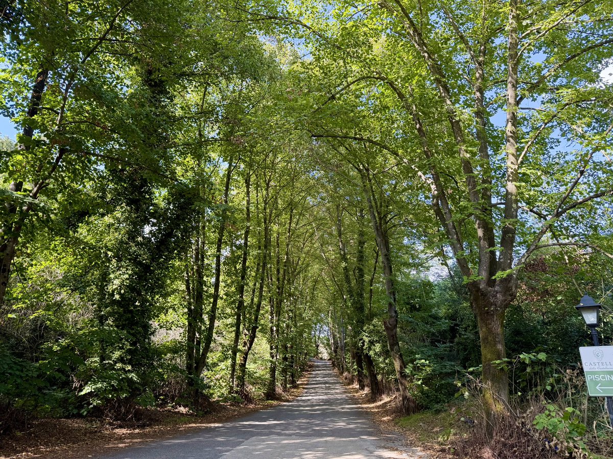 TOBSTUDIO's tweet photo. Oggi ho preferito allenarmi nel bosco che pranzare!
Ho mangiato più tardi!
Mi sono preso anche il sole!
Ho camminato con il papà 90 enne!
Unico! https://t.co/tVuFNY0aMg