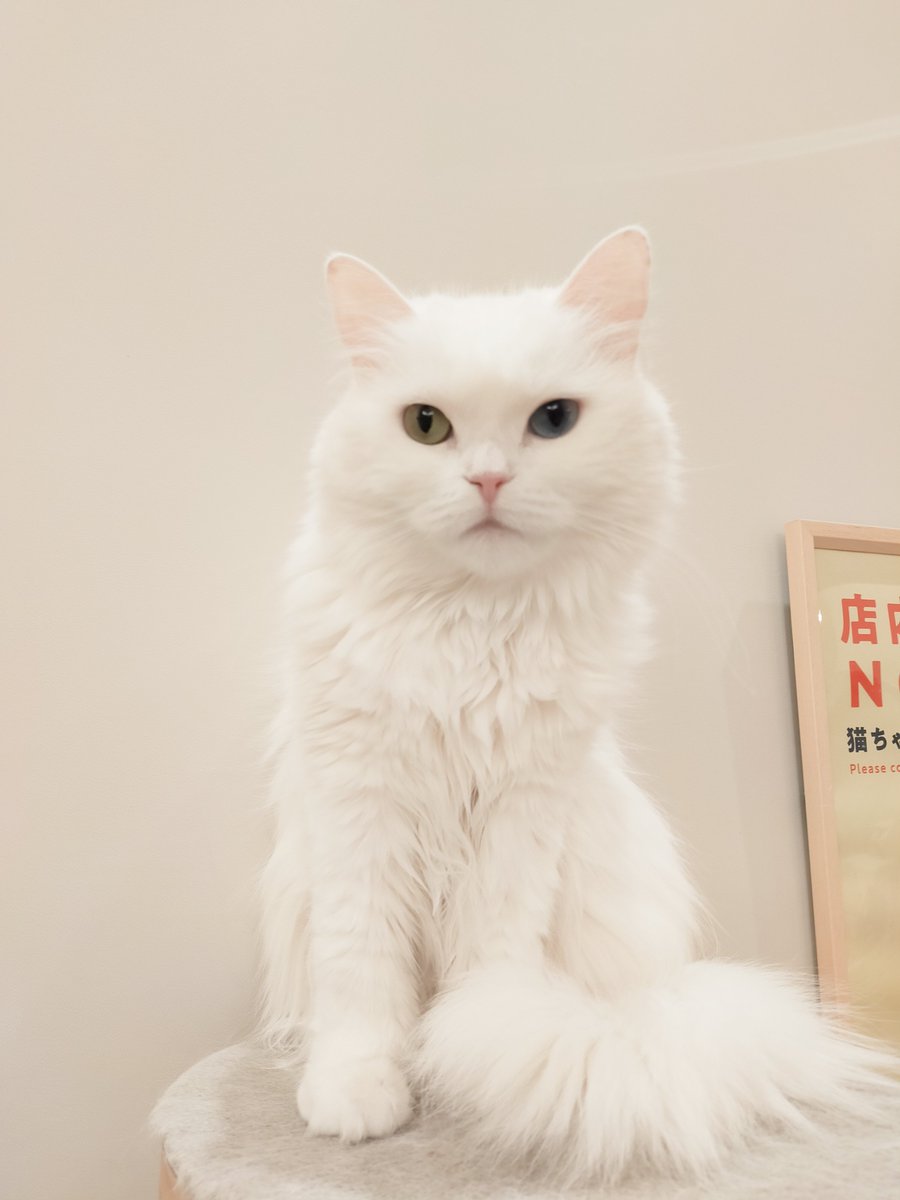 Maomaotan04's tweet photo. 癒されてきた🐈🐾🐾🐈⬛🐱
#猫カフェ #MOCHA #スタバ https://t.co/NypTwAHNEa