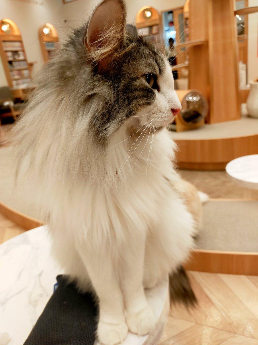 Maomaotan04's tweet photo. 癒されてきた🐈🐾🐾🐈⬛🐱
#猫カフェ #MOCHA #スタバ https://t.co/NypTwAHNEa