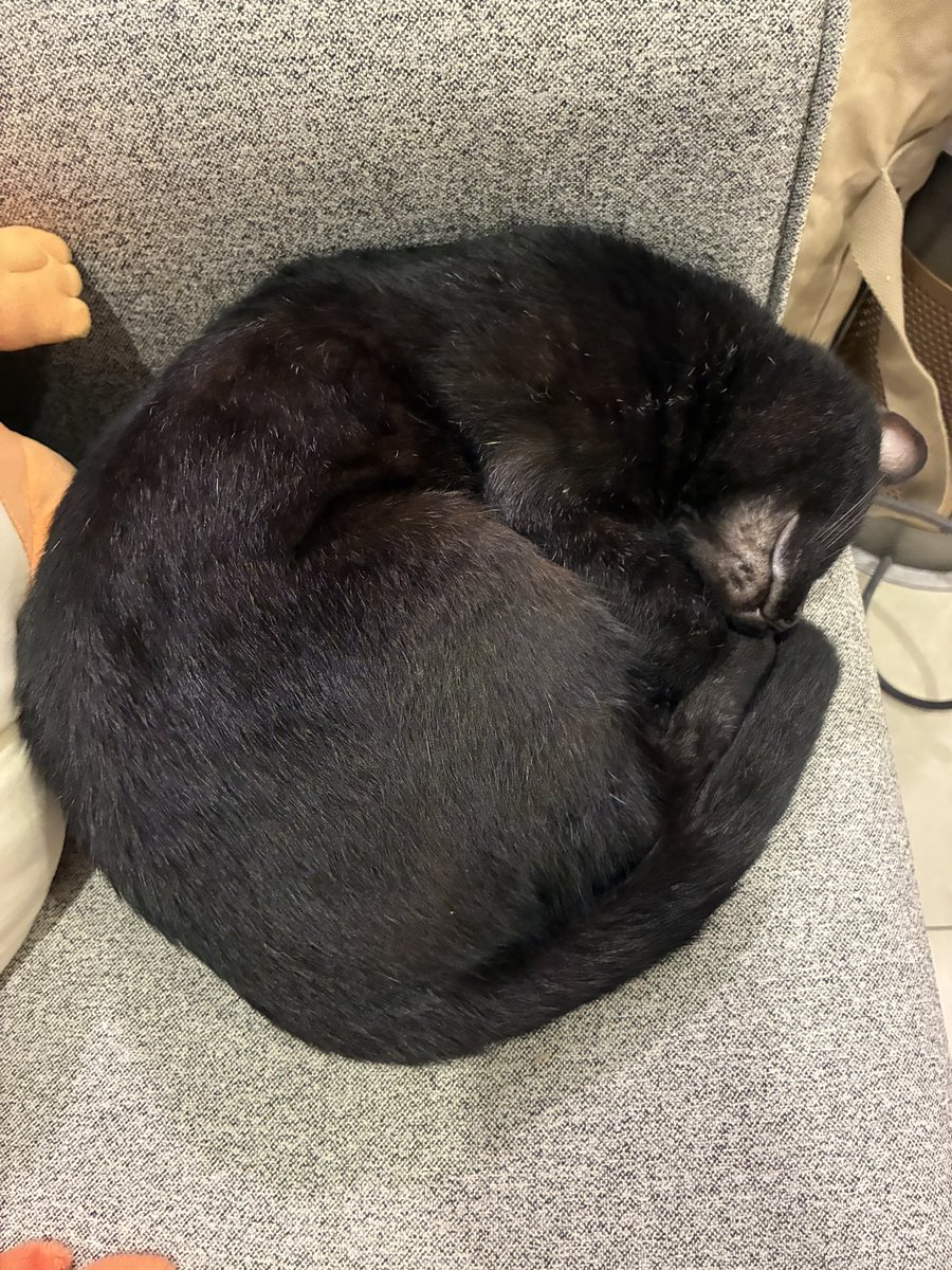 marucat111's tweet photo. まん丸な猫 https://t.co/BkqodgiX7j