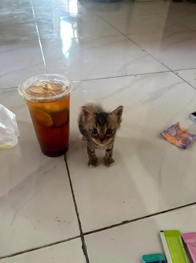 uoheart's tweet photo. saking imutnya ni cuking, orang-orang ngiranya AI. disandingin sama es teh jumbo, tinggian es tehnya 🤏🏻😭 https://t.co/Ay8H9vmzhe