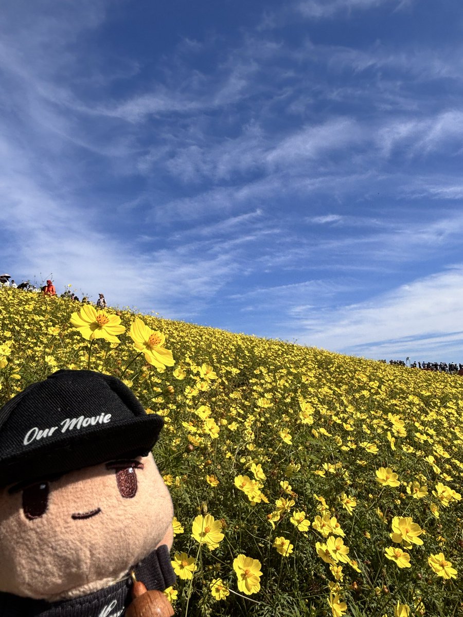 odecosawol's tweet photo. @moncha0505 ありがとう😊黄色コスモスダラミンとススキダラミンもありまーす🌾 https://t.co/cXs561rv7I