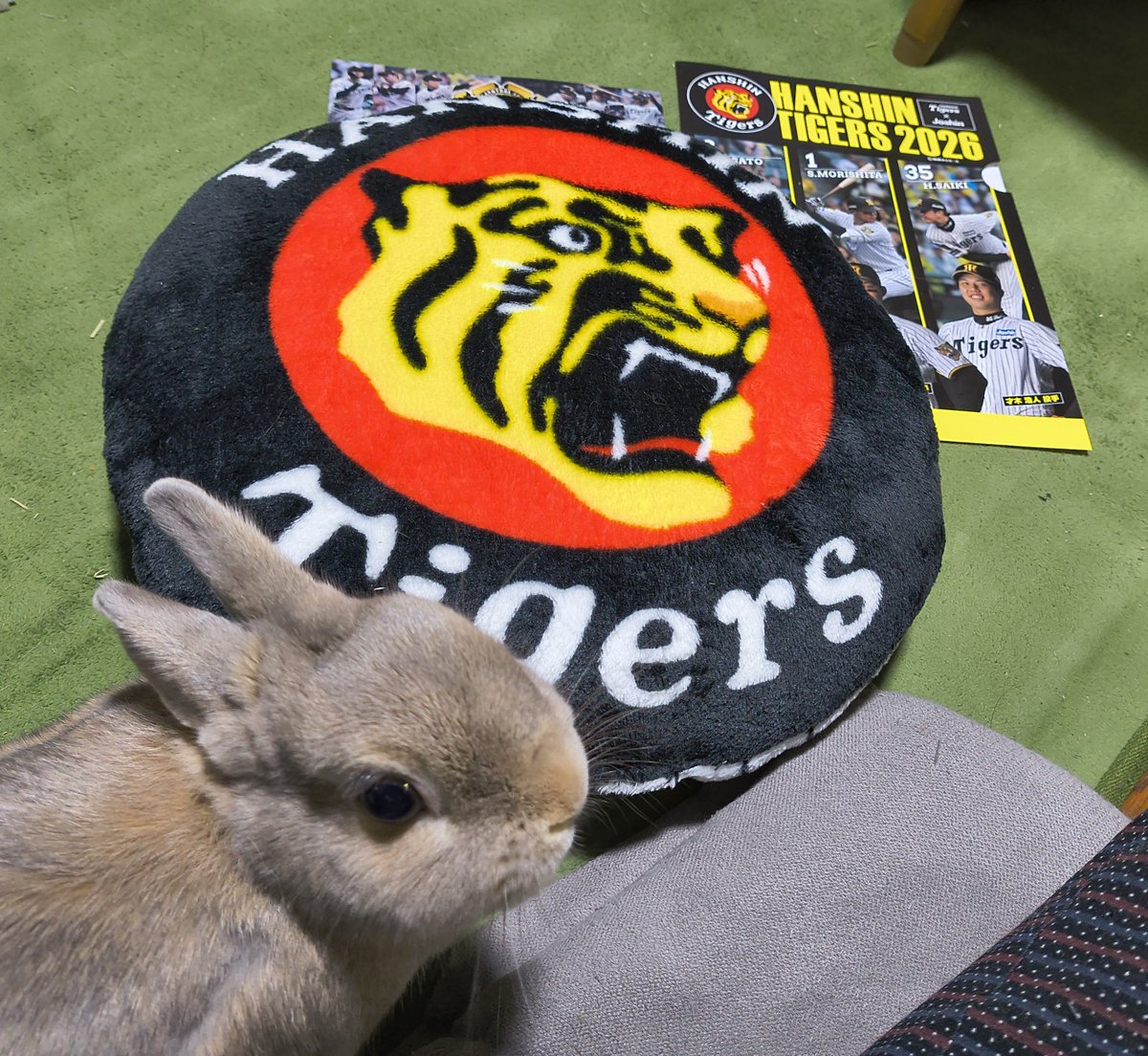 lamudashotens's tweet photo. 上新でガスコンロを買うたので
#阪神タイガース
ふわふわクッションもろた。優勝セールが終わるまでに今年のタイガースが終わった。
思えばDeNA最終戦、工藤がサヨナラ打たれた時に嫌な予感したが現実となってしまった。
日本シリーズでタイガースを見たかったが、また来年。
選手達、御苦労様でした。 https://t.co/6lcftzUu6x