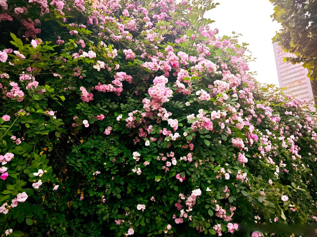 mmso2002's tweet photo. [賭けて妥協し、薔薇のように咲こう。今日も一歩前進] https://t.co/XX1qOh4Zlg