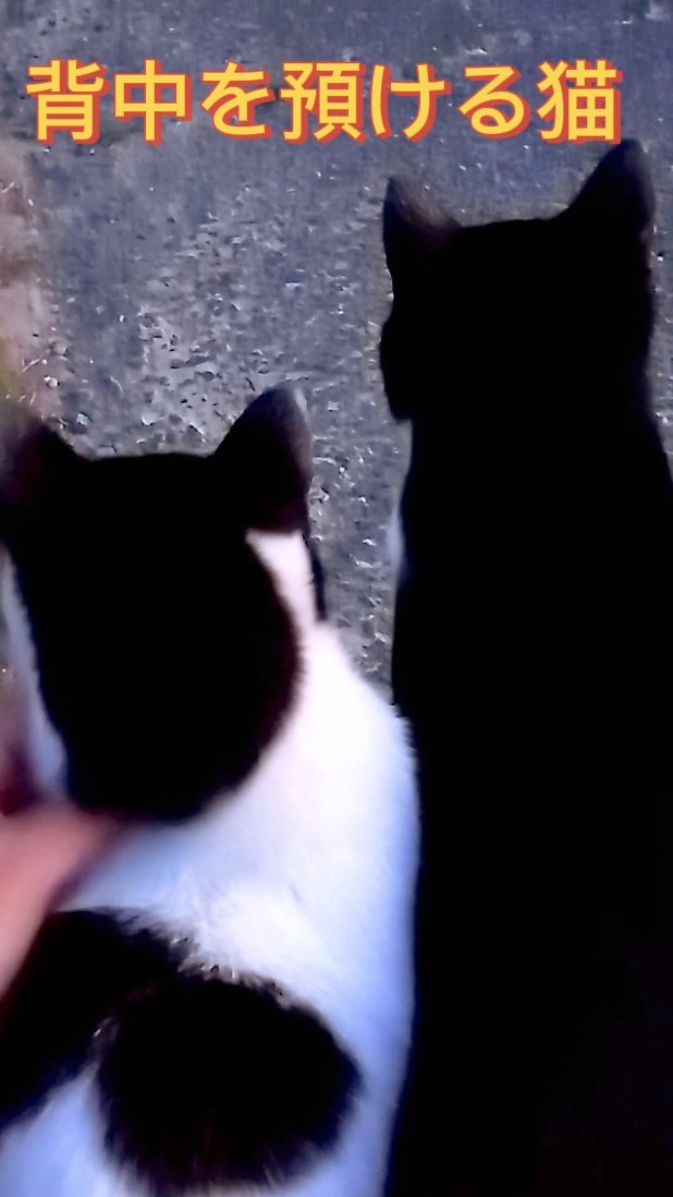 SeaLikech's tweet photo. なでて欲しそうな猫
#ねこ #cat https://t.co/3O31sFQ2A4
