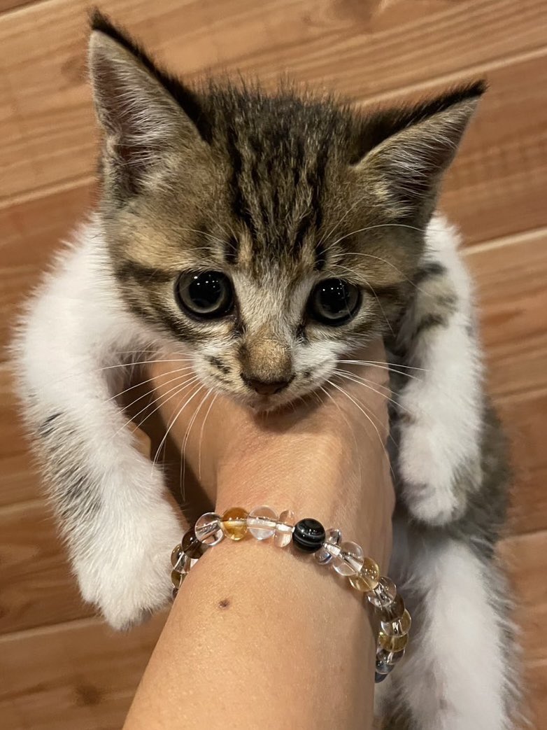 juso_sakuraneko's tweet photo. 【保護猫たちへのご支援のお願い】

この約3か月で、当会では子猫だけで30匹を保護し、譲渡へとつなげてまいりました。

また、来月も多くの子猫たちを新たにお引取り予定でございます。

保護猫たちには、十分な食事と清潔な環境を整え、必要な医療を施したうえで、新しいご家族のもとへ送り出しております。

しかし、育ち盛りの子猫たちは本当によく食べます😊

フードも猫砂も恐ろしい勢いで減っていき、買い足しても買い足しても、気がつけばまた注文💦

どうやら子猫たちの食欲には、私のお財布が追いつかないようです💦

そこで、大変心苦しいお願いではございますが、子猫たちのフードや猫砂をご支援いただけましたら、本当にありがたく存じます。

プロフィール欄のAmazonの「ほしい物リスト」に、現在必要としている物資を掲載しております。

日頃より当会の活動を温かく見守り、お力添えくださっている皆様に、心より感謝申し上げます🙏