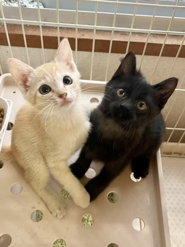 juso_sakuraneko's tweet photo. 【保護猫たちへのご支援のお願い】

この約3か月で、当会では子猫だけで30匹を保護し、譲渡へとつなげてまいりました。

また、来月も多くの子猫たちを新たにお引取り予定でございます。

保護猫たちには、十分な食事と清潔な環境を整え、必要な医療を施したうえで、新しいご家族のもとへ送り出しております。

しかし、育ち盛りの子猫たちは本当によく食べます😊

フードも猫砂も恐ろしい勢いで減っていき、買い足しても買い足しても、気がつけばまた注文💦

どうやら子猫たちの食欲には、私のお財布が追いつかないようです💦

そこで、大変心苦しいお願いではございますが、子猫たちのフードや猫砂をご支援いただけましたら、本当にありがたく存じます。

プロフィール欄のAmazonの「ほしい物リスト」に、現在必要としている物資を掲載しております。

日頃より当会の活動を温かく見守り、お力添えくださっている皆様に、心より感謝申し上げます🙏