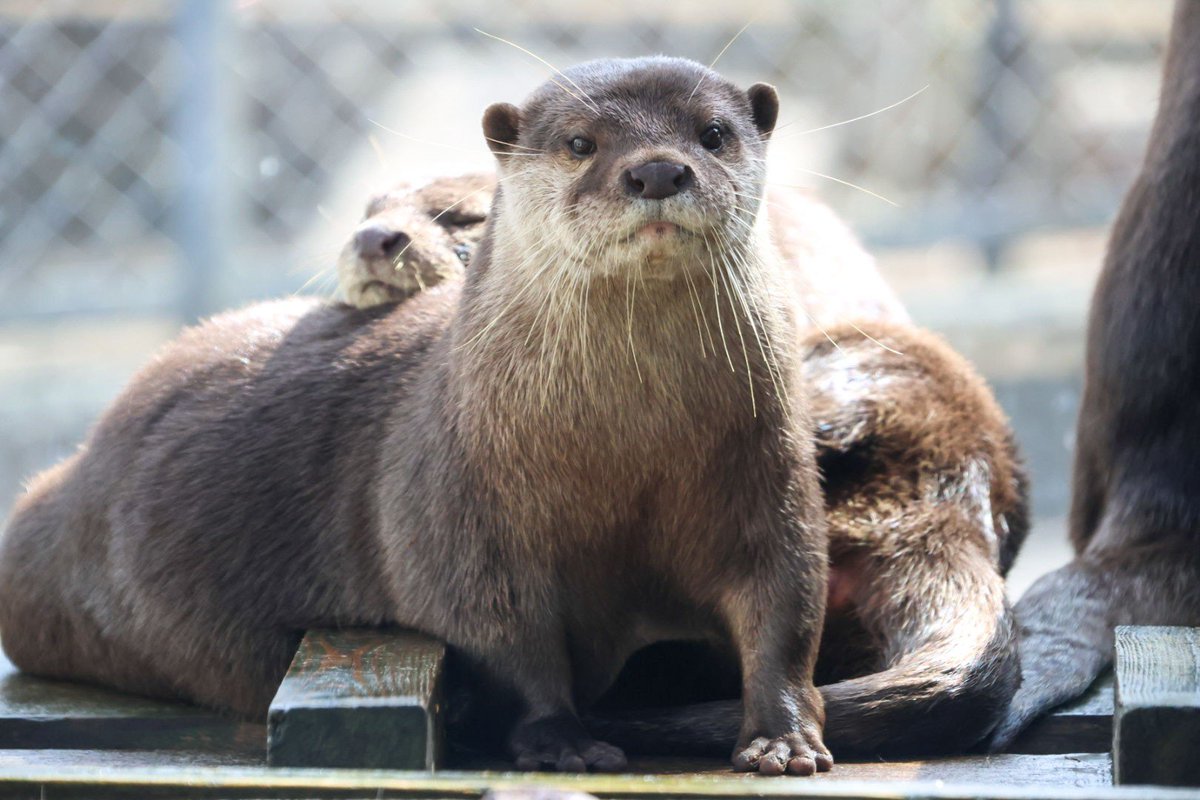 kota_nnn_rn's tweet photo. ポーズを決めてくれた(思い込み)コツメカワウソさん

#日立市かみね動物園 https://t.co/j3qKW3IVaa