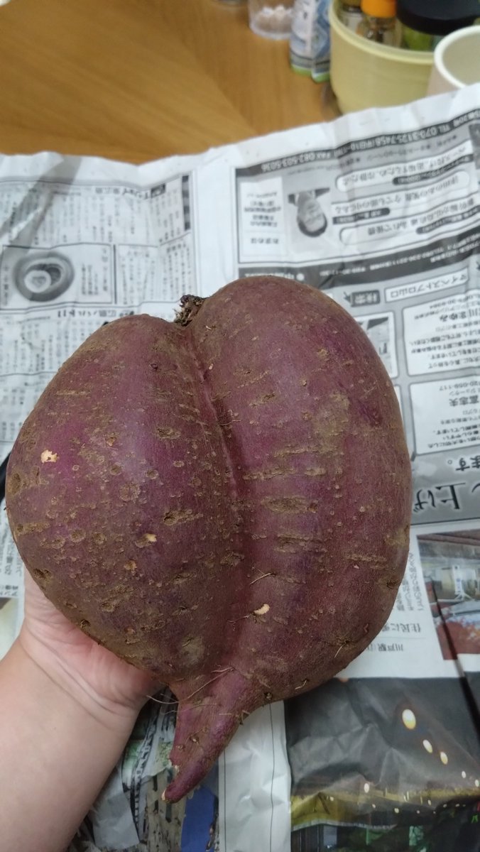 aki_kasio's tweet photo. 食肉市場まつりの戦利品(一部)
さつまいも、これでまさかの100円。
大田市場さんからくる野菜、たくさん買った https://t.co/zuyg9KITV8