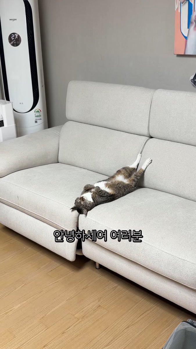 jabbang_'s tweet photo. 춘봉이 쇼파사이에 누워서 다리올리고 자는데 자세가 폭룡적이야 귀여워 https://t.co/rBuvNDs4LW