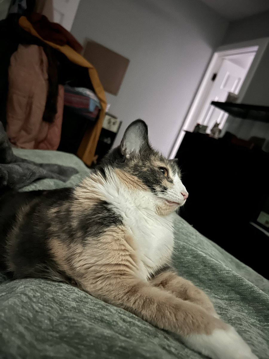 oreoeocat tweet picture