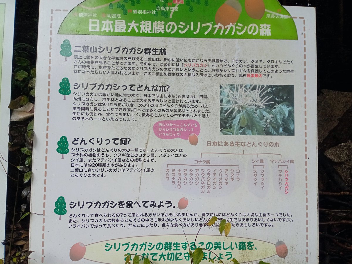1qsune5553's tweet photo. @donguribito 広島市東区二葉山には、シリブカガシの群生林があります。このどんぐり大きくて艶もあって見事でした。 https://t.co/BrYEulDGqB