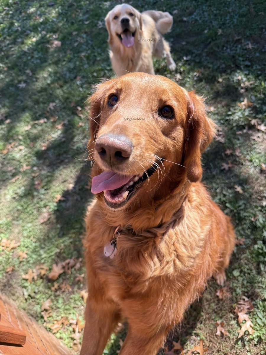 PghGoldens's tweet photo. We have the smiliest #WeekendSmiles you ever did see. 

#DogsOfTwitter #GoldenRetrievers #PghGoldens https://t.co/uxGQtdHibb