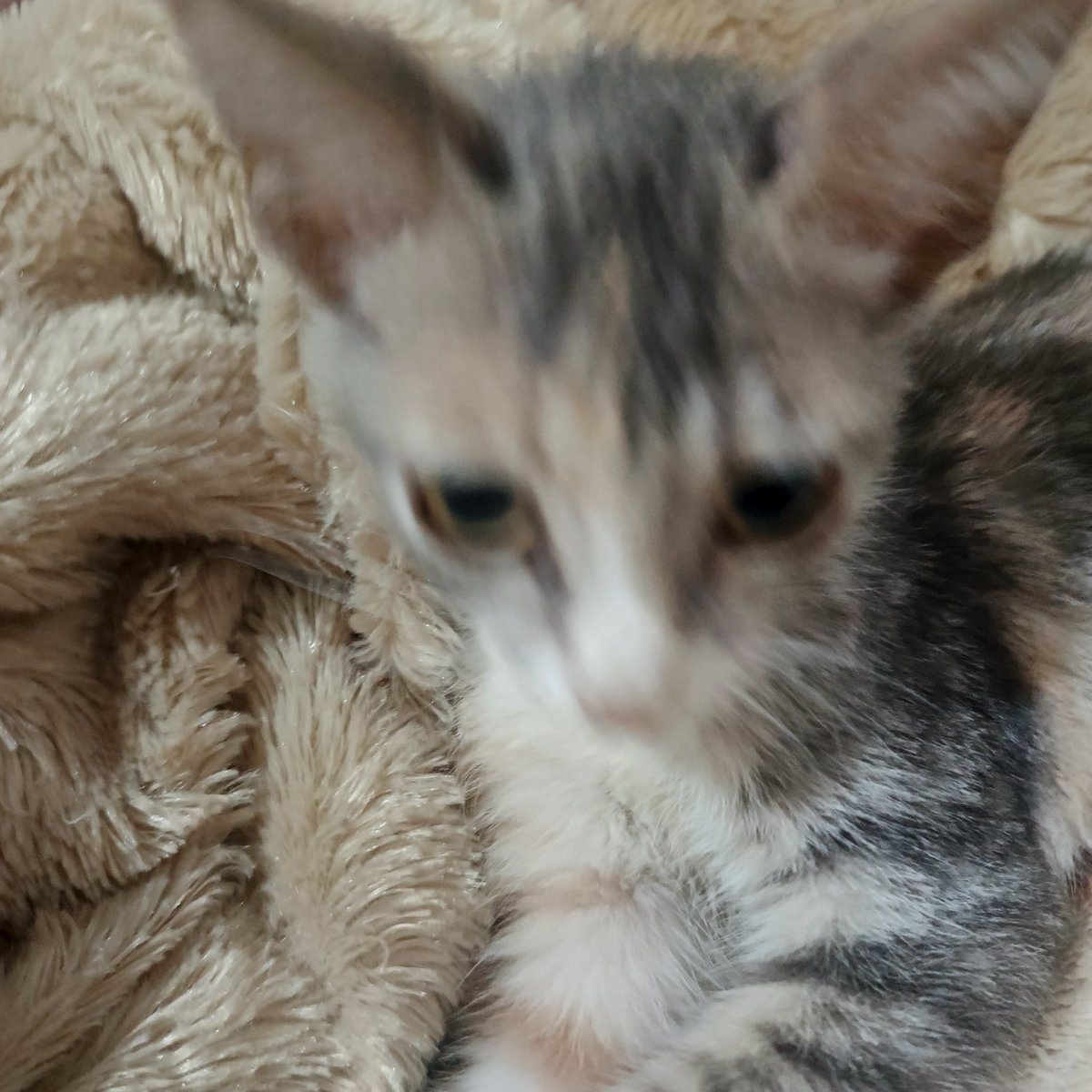 pipeshotgun's tweet photo. Charles Oliveira JR. is a beautiful name for a girl kitten https://t.co/eQNEng9q1B