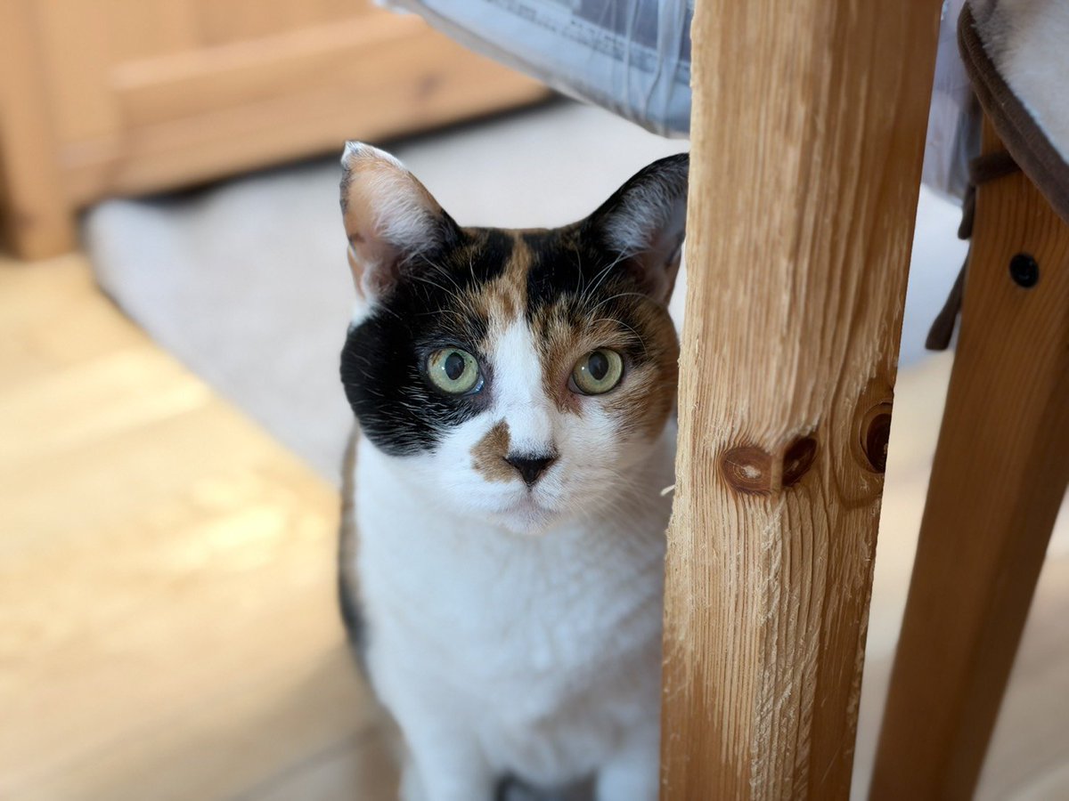 CalicoCat_Chiyo's tweet photo. 脚だいぶ細くなったニャ。
しらんけど
#CatsOfTwitter https://t.co/3QZMoMHSHr