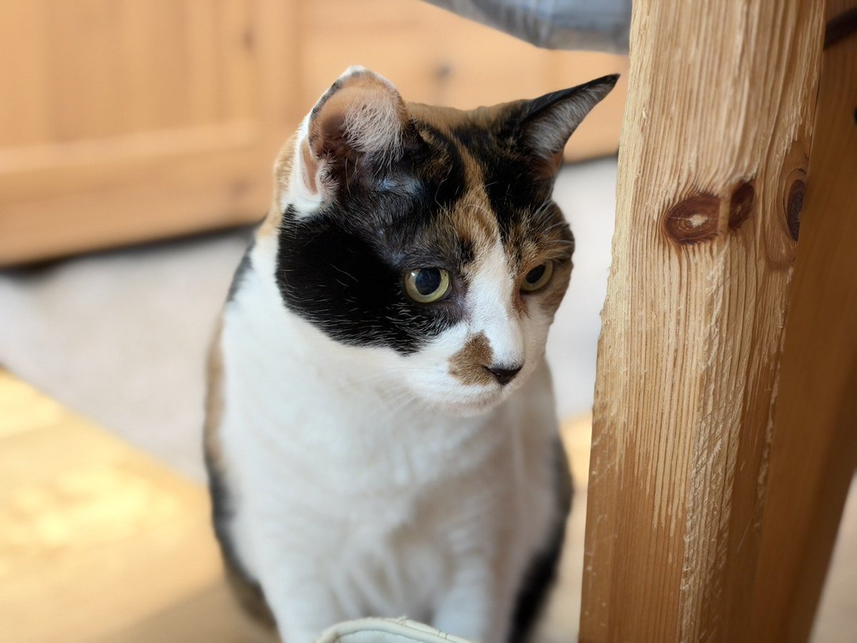 CalicoCat_Chiyo's tweet photo. 脚だいぶ細くなったニャ。
しらんけど
#CatsOfTwitter https://t.co/3QZMoMHSHr