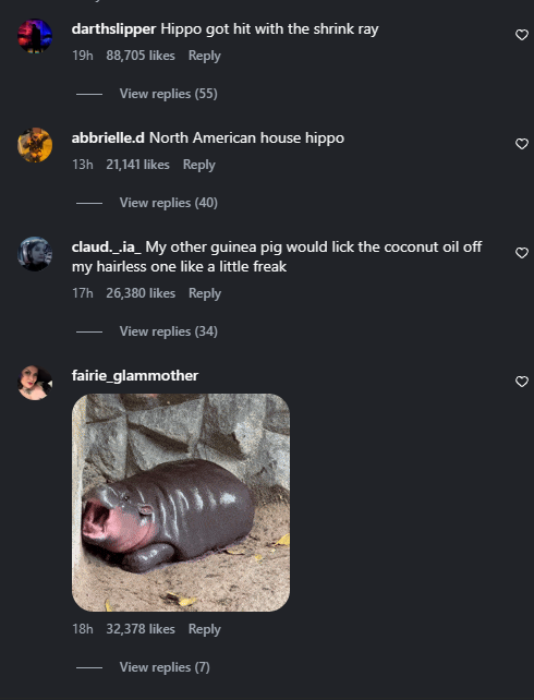 czs_fortune's tweet photo. MINI HIPPO LIKE ANIMAL IS GOING MEGA VIRAL RN

A guinea pig named "peeled potato" is going mega viral on Instagram rn with 6M VIEWS IN LESS THAN A DAY.

People are literally saying It's the next MOODENG and saying it's a rtarded hippo.

https://t.co/Bk29lRk6Ao https://t.co/aasJoa7Xee