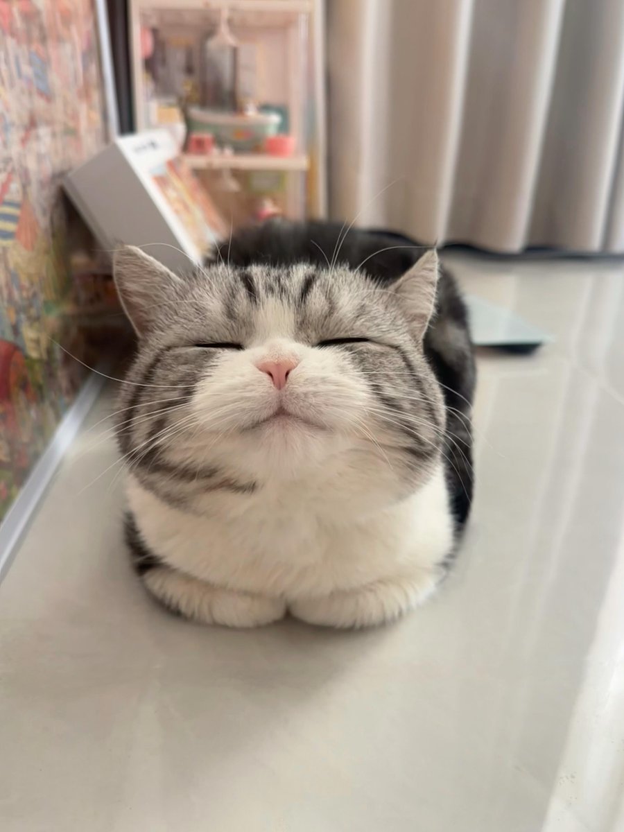 nocontextscats's tweet photo. https://t.co/hJ9KBZrGBP