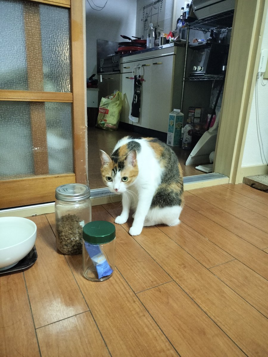mikenekolala's tweet photo. よいこはねるじかんだね！
いいゆめみてね！
またあした！
このぽすとのおへんじはおやすみするよ！
いちねんまえのきょうのらら！ https://t.co/FRGD1aqXJ5